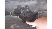 Roof Management